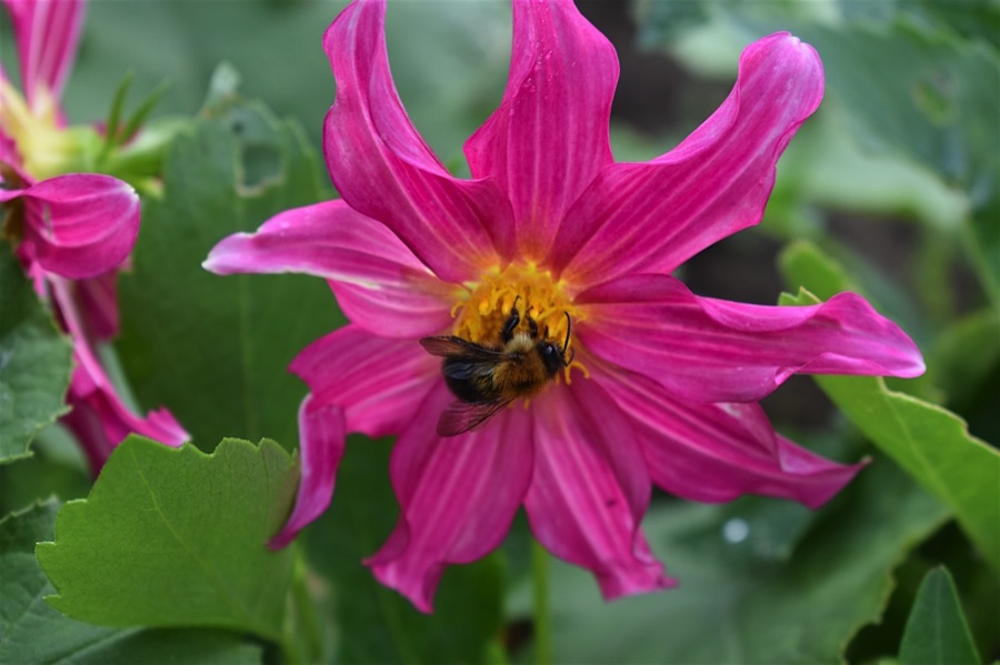 Bumblebee on a single-flowered dahlia